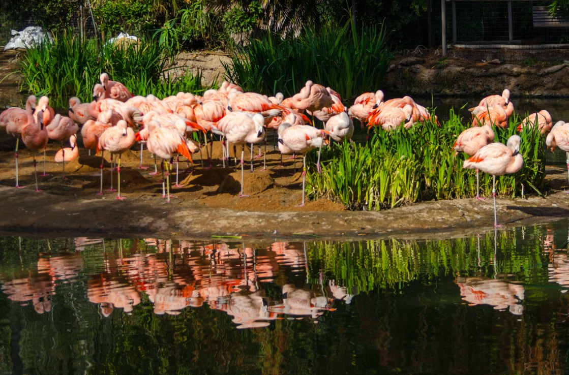 Flamencos San Diego Zoo